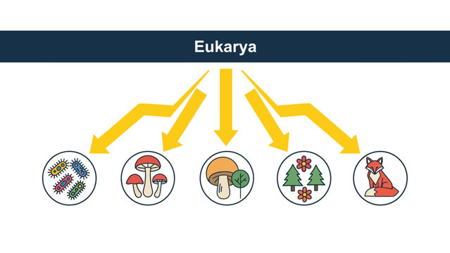 Eukarya Domain Classification Infographic with flat vector icons representing protists, fungi, plants, and animals. Ideal for biology education and scientific presentations.
