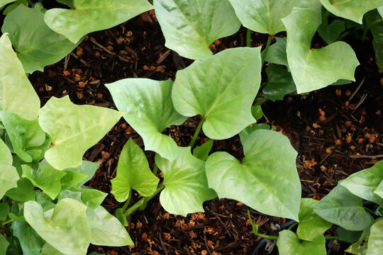 Sweet Potato Plants Growing in Garden