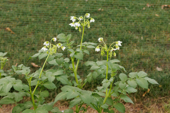 Potato Plants in Bloom in Backyard Vegetable Garden