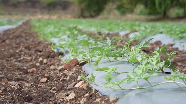 watermelon plant growing at agricultural field