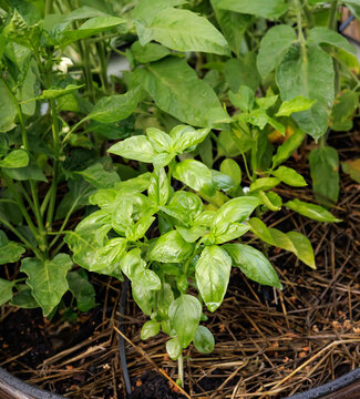 Fresh Basil Growing in Garden