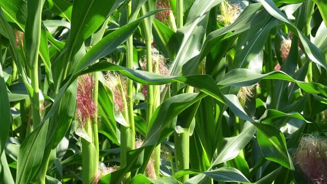 Young Ears of Corn Field footage