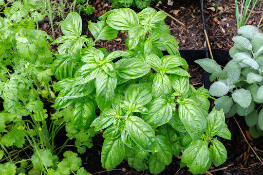 Fresh Basil Growing in Garden