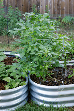 Healthy Tomatillo Plant in Raised Garden Bed