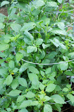 Cultivated Tomatillo Plant in Garden Closeup