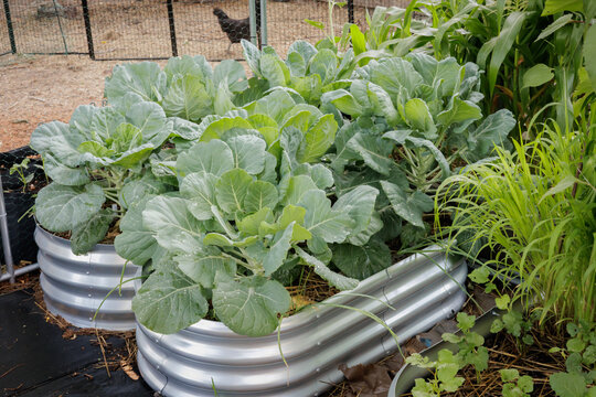 Brussels Sprouts in Raised Garden Bed