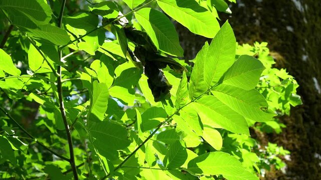 Green Walnut Leaves in Backlight, footage