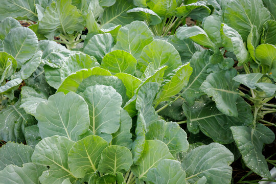 Brussels Sprout Plants in Garden Closeup