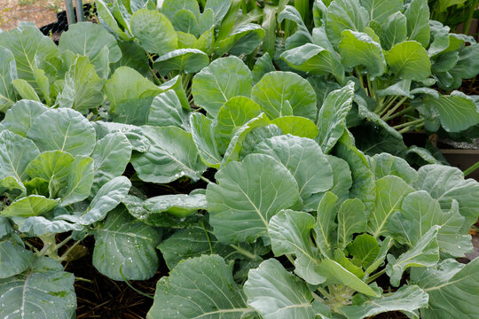Brussels Sprout Plants in Garden Closeup
