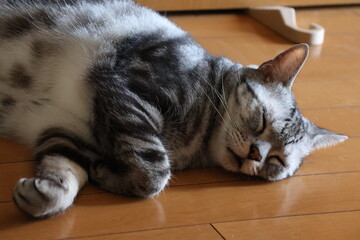A house cat dozing in the early summer breeze © Mt. Cape