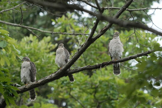 Three Young Eurasian Sparrowhawks Resting on a Branch