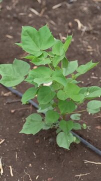 green cotton plant growing at agricultural field 