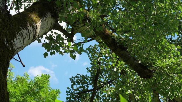 Birch tree under blue sky