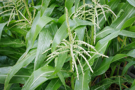 Sweet Corn Plant Tassels Close Up