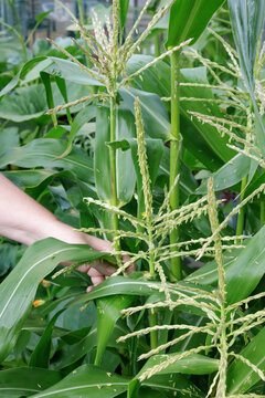 Hand Pollinating Sweet Corn in Garden
