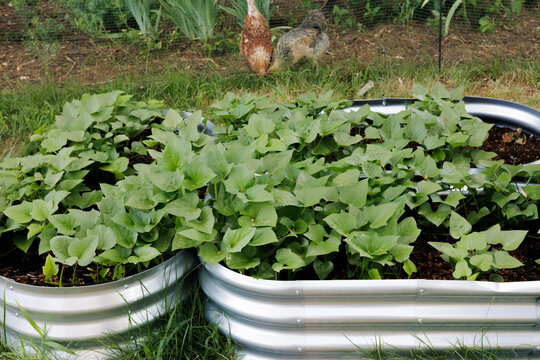 Sweet Potatoes in Raised Garden Beds