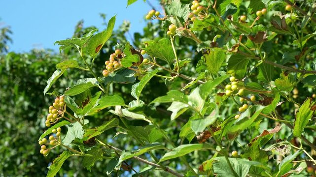 Yellow Green Berries on Shrub footage