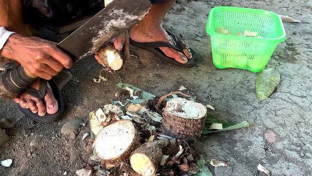 Old Indonesian woman peeling cassava. village activity.