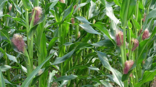 Young Ears of Corn Field footage