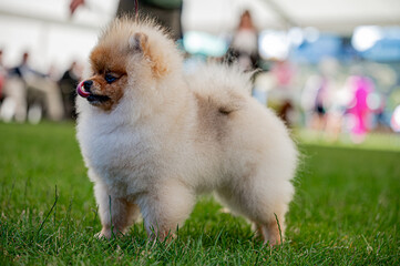 Pies Szpic miniaturowy, pomeranian  © Grzegorz