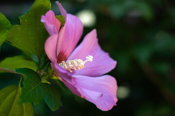 Pink Hibiscus Bloom © magann