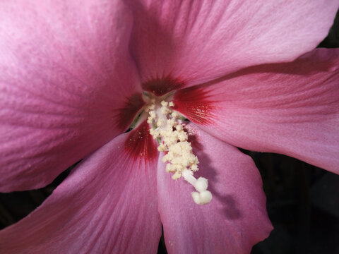 Pink Hibiscus Flower Close-up
