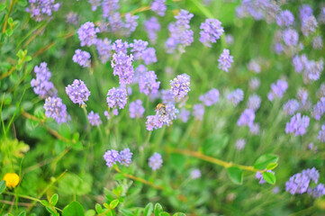 Purple lavender flowers blooming in a field with a bee collecting nectar © dimas830