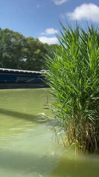 Vertical 4K video of a cargo ship passing behind common reed along a calm inland waterway on a sunny summer day. Ideal for transportation, logistics, shipping, inland navigation, wetlands and environm