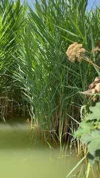 Tall green reed growing at tranquil freshwater wetland under blue summer sky