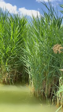 Vertical video of common reed swaying in summer breeze at peaceful wetland shoreline