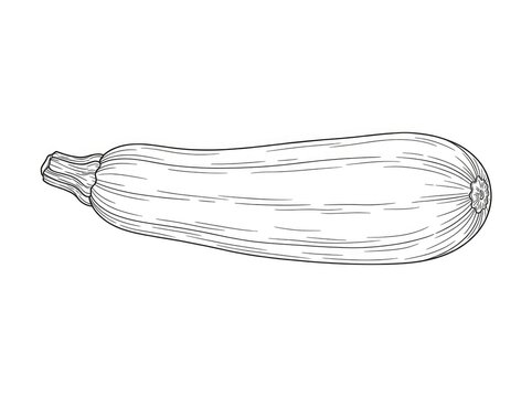 A long, slender zucchini is depicted in a detailed black and white line drawing. The vegetable has a smooth, elongated shape with visible ridges and a small blossom end.