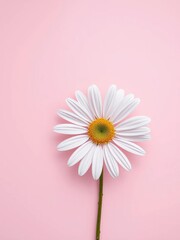 Obraz premium Whimsical daisy flower on pastel pink background with subtle texture, illustration, botanical