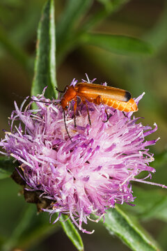 Weichk&auml;fer auf der Bl&uuml;te einer  Rispen-Flockenblume (Centaurea stoebe)