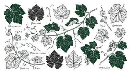 Obraz premium Grapevine Leaves and Branches Illustration - Botanical Sketch Collection