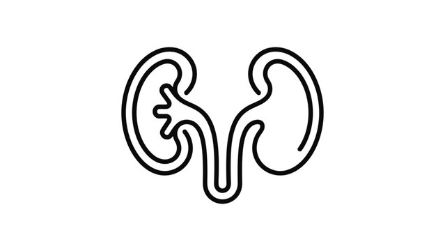 Stylized outline of human kidneys with ureters on a white background
