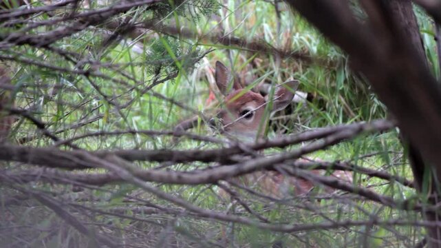 A White-Tail fawn hides in the brush as its twin walks in front of it and stretches. Fawn stands up to follow its sibling out.