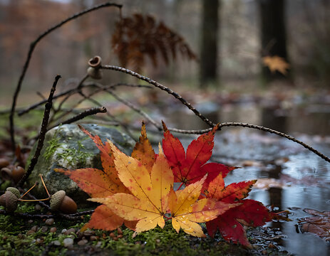 Colorful Autumn Maple Leaves on Moss Near a Forest Stream with Raindrops