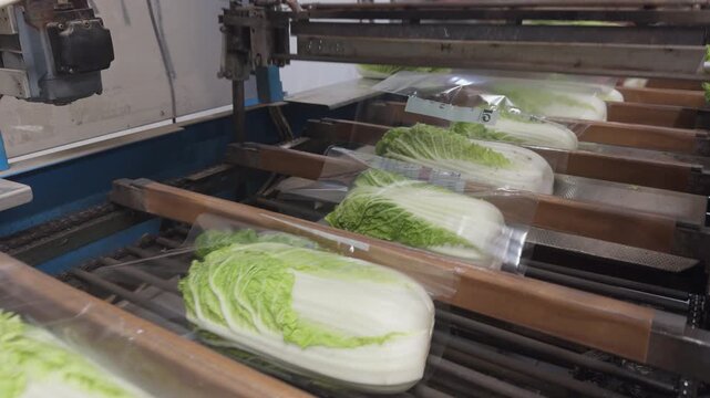 Industrial packing process of fresh Chinese cabbage and Napa cabbage sealed in plastic protective film on an automated conveyor line in Lier, near Drammen, Norway.