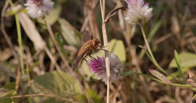 Brown Bee Fly grooming on a twig; slow motion morning light macro cleaning sequence