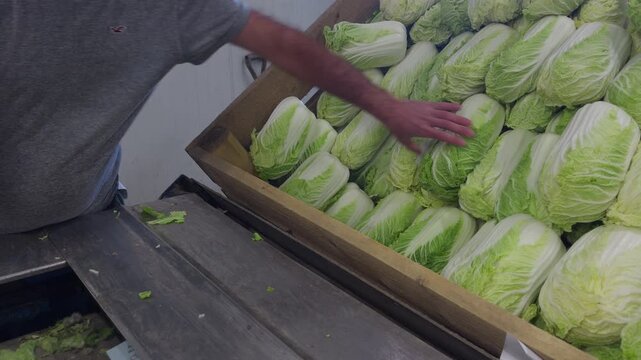 A close-up shot of a worker's hand picking fresh Chinese cabbage from a wooden storage box to place it on a packing conveyor line in Lier, near Drammen, Norway.