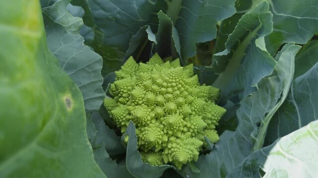 A static close-up shot of a ripe Romanesco broccoli head growing in a fertile field in Lier, near Drammen, Norway, showcasing its natural fractal patterns.