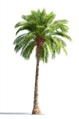 Fototapeta premium Lush tropical palm tree silhouette.