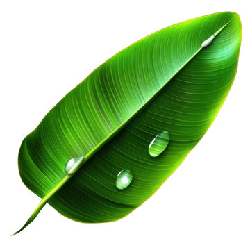 Banana leaf with water drop isolated on transparent background