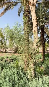Lush green date palm grove and foliage surrounding the historic othman well.