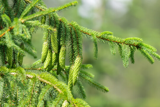 CLose up of the bright green young spruce branches on a green blurred background