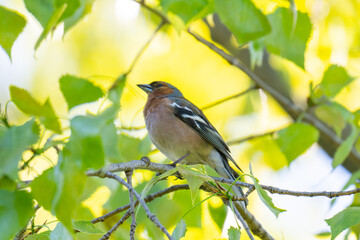 Fototapeta premium A chaffinch on a branch singing at spring time