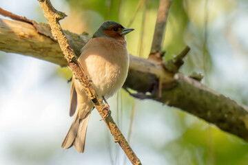 Fototapeta premium A chaffinch on a branch singing at spring time