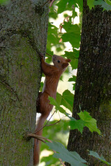 Fototapeta premium Beautiful Squirrel close up