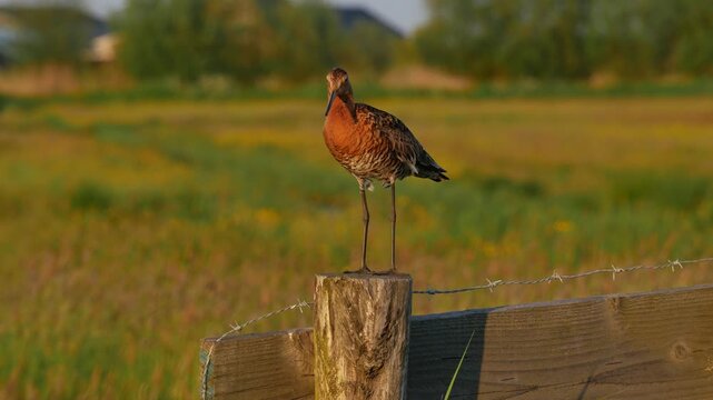 Close Up of a Black Tailed Godwit in a Dutch Meadow