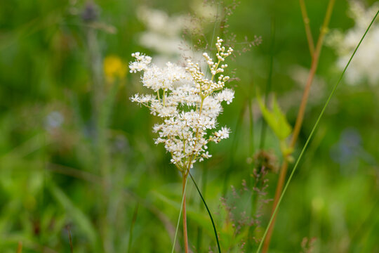 meadowsweet growing in a meadow